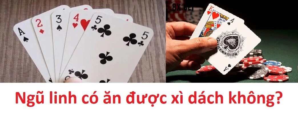 Ngũ linh có ăn được xì dách không?